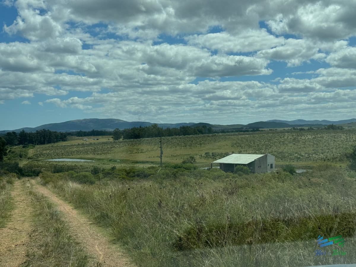 En venta chacra 20 hectareas con Olivos en Ruta 9 cerca de Pan de Azúcar.
