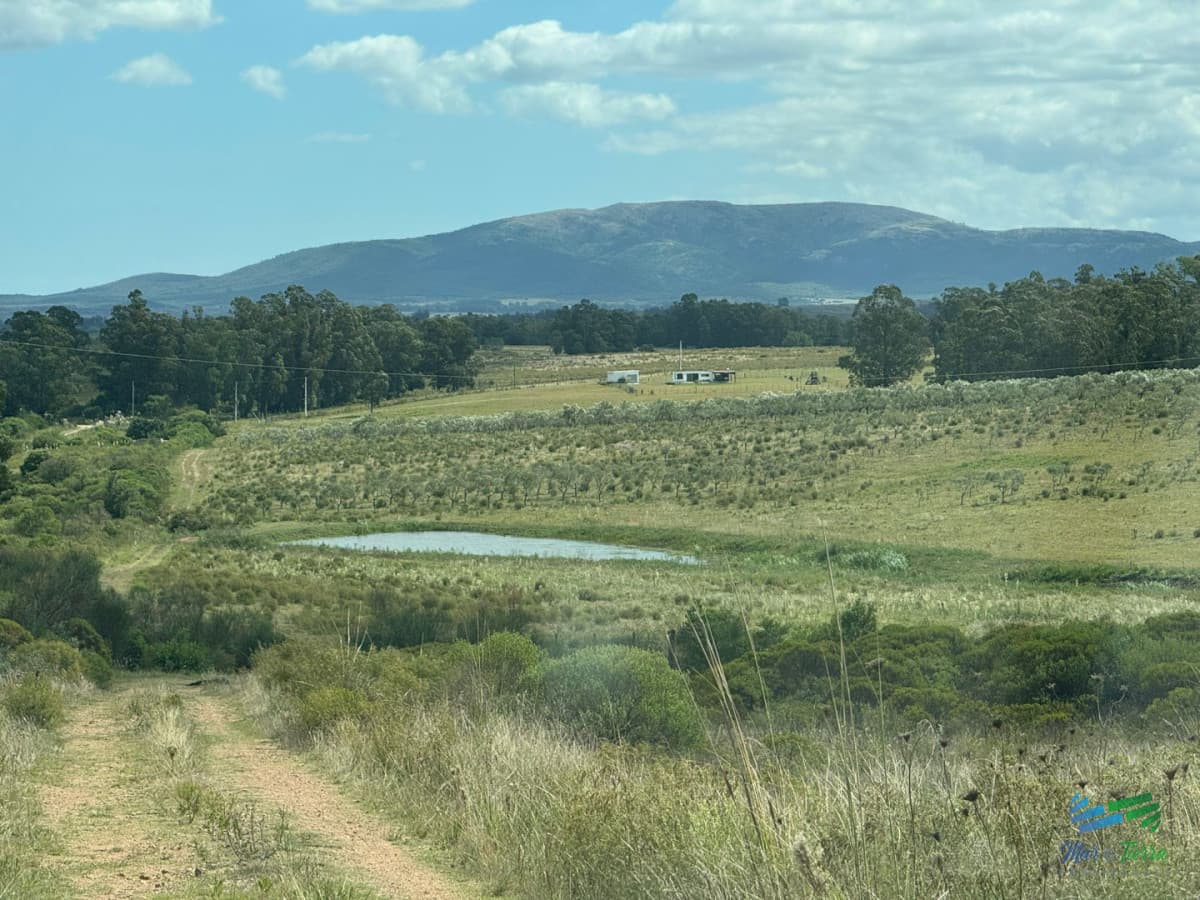 En venta chacra 20 hectareas con Olivos en Ruta 9 cerca de Pan de Azúcar.