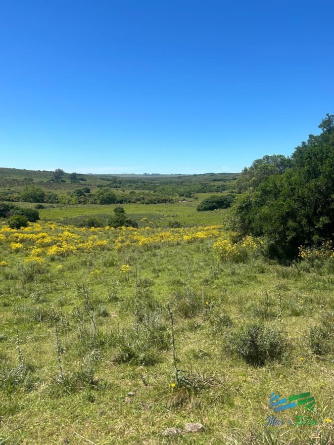 577 Has Campo Ganadero - Forestal
