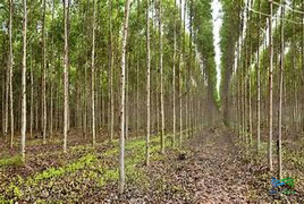 Campo Forestales Varios