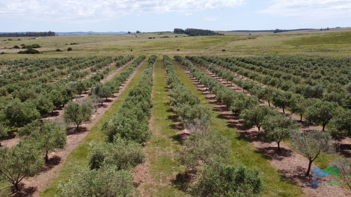 28 Has a 5 Kms de Garzón con 5.000 Olivos