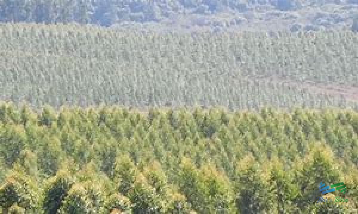 Campo Forestales Varios