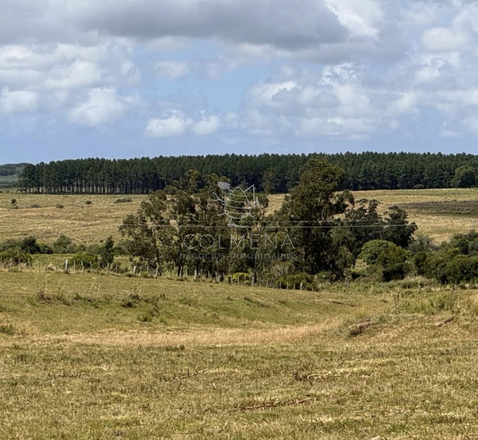 Campo en Rocha, Ganadero - Forestal.