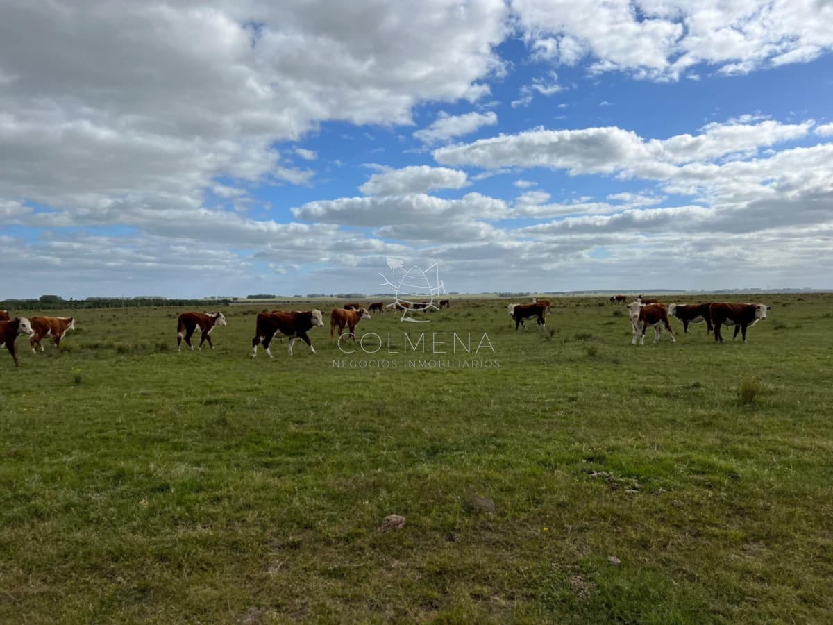 Campo 693 has Rio Negro