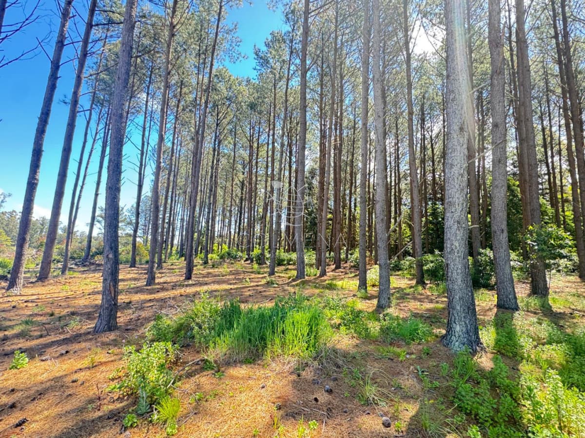 Terreno 10000 m2 en un muy buen entorno
