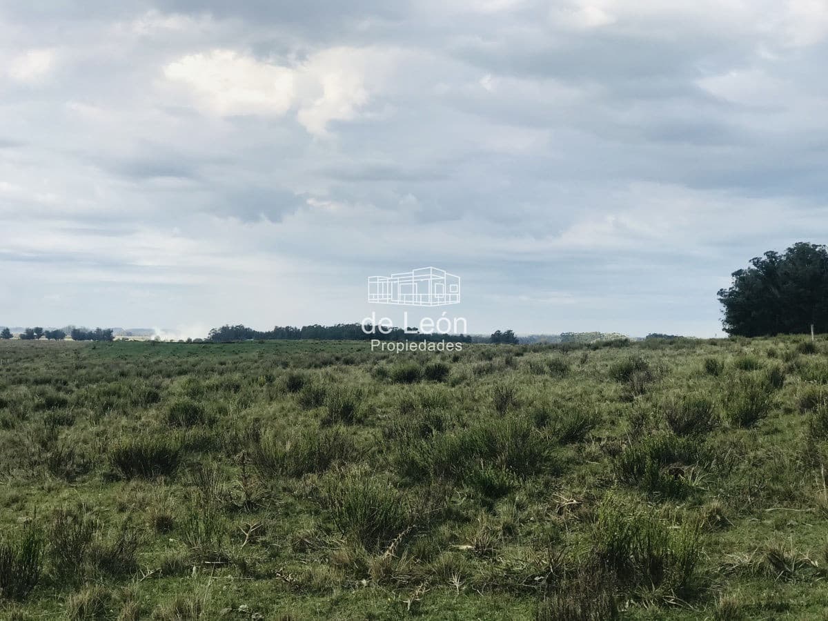 Excelente Campo de 43 hectáreas sobre Ruta 104