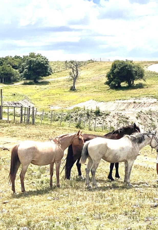 Chacra en Venta de 5 hectáreas en Pueblo Garzon