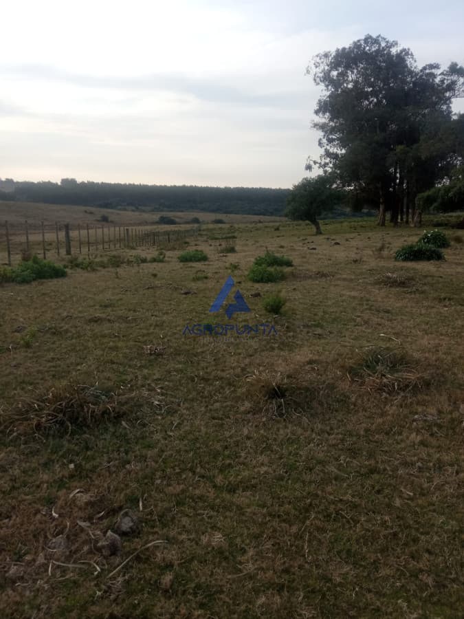 Venta de Chacra
